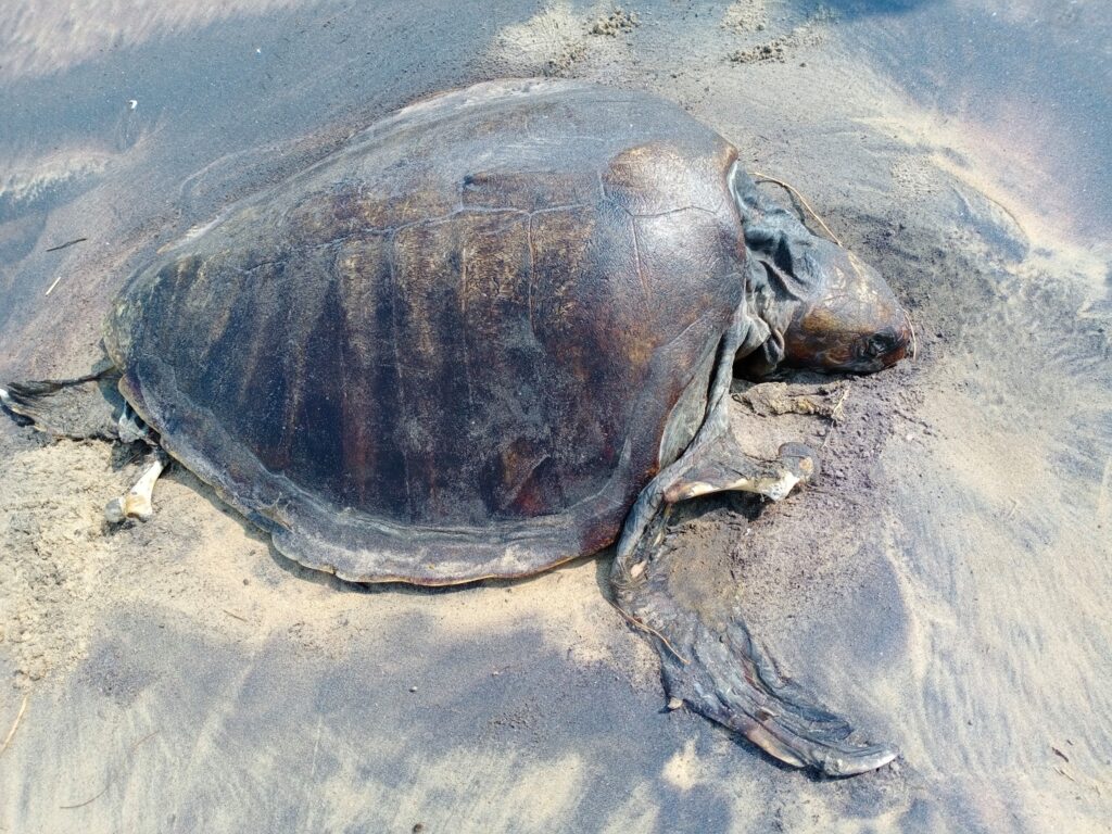 Gahirmatha Marine Sanctuary tourmyodisha