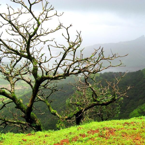 Daringbadi