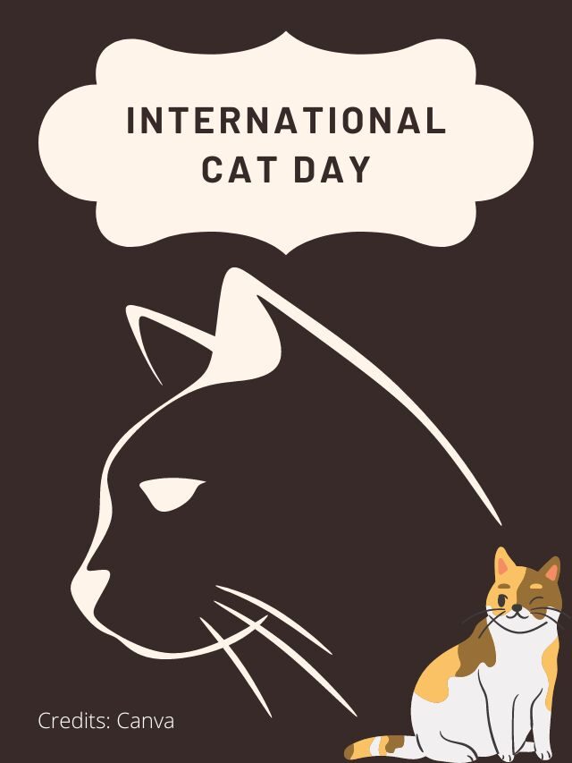 International Cat Day