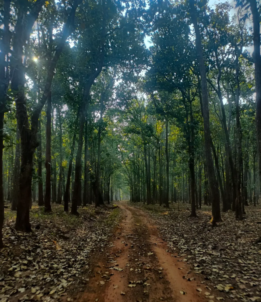 Exploring the Hidden Wonders of Similipal Reserve Forest