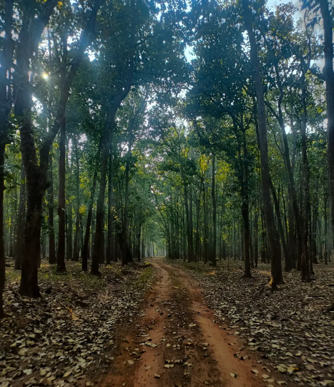 Exploring the Hidden Wonders of Similipal Reserve Forest