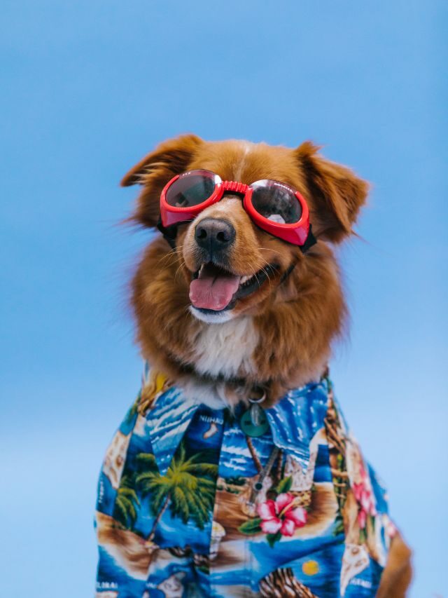 International Dog Day