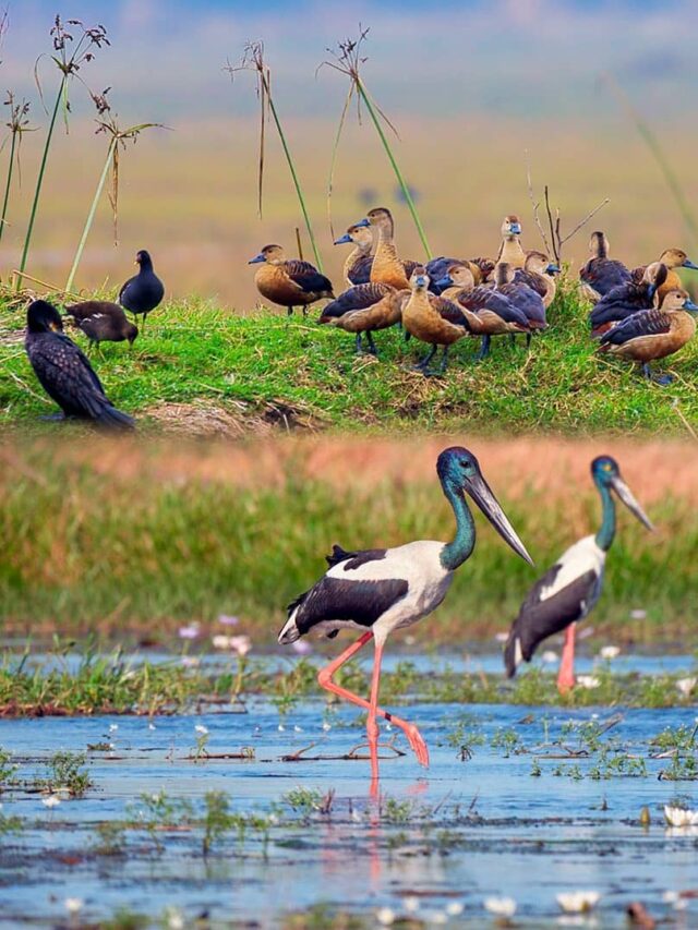 Bharatpur Bird Sanctuary