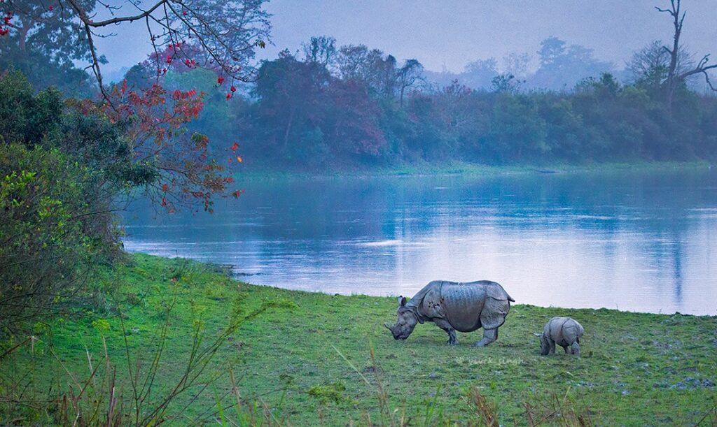 99+ most beautiful images in Kaziranga National Park, Assam, India