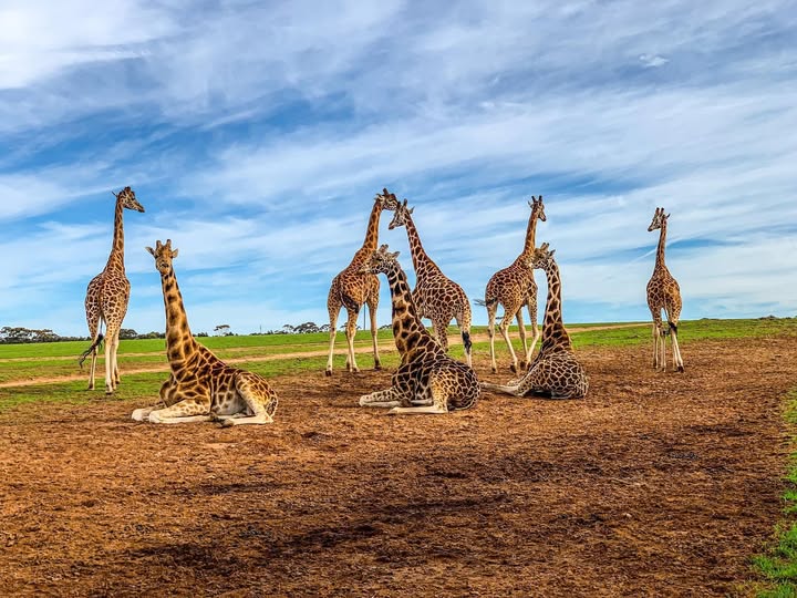 Largest Safari Park in Haryana