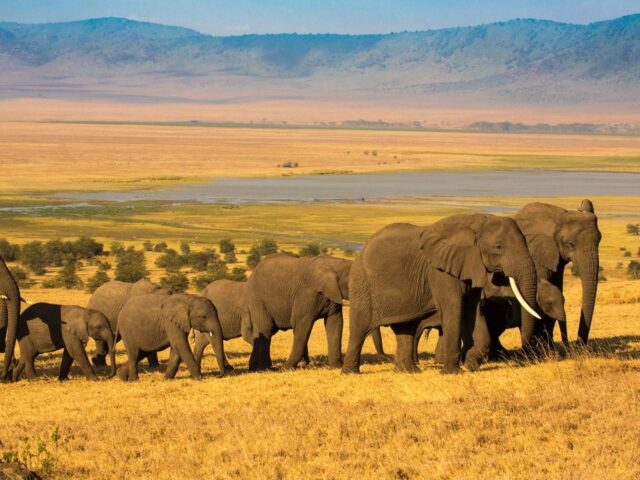World’s largest safari park in Haryana