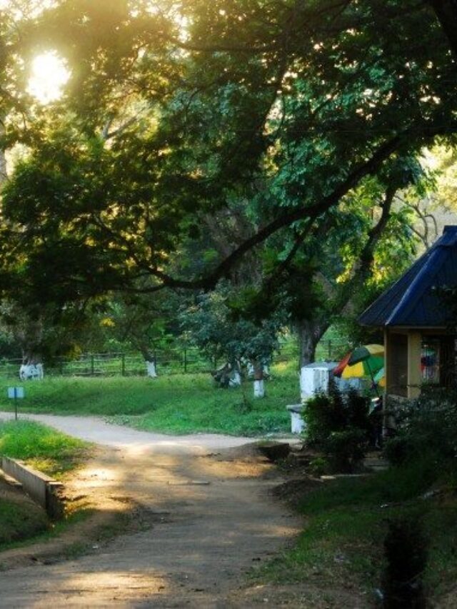 Pobitora Wildlife Sanctuary