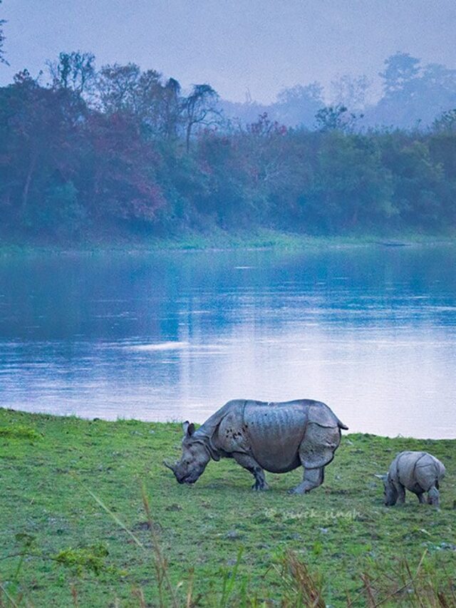 Kaziranga National Park