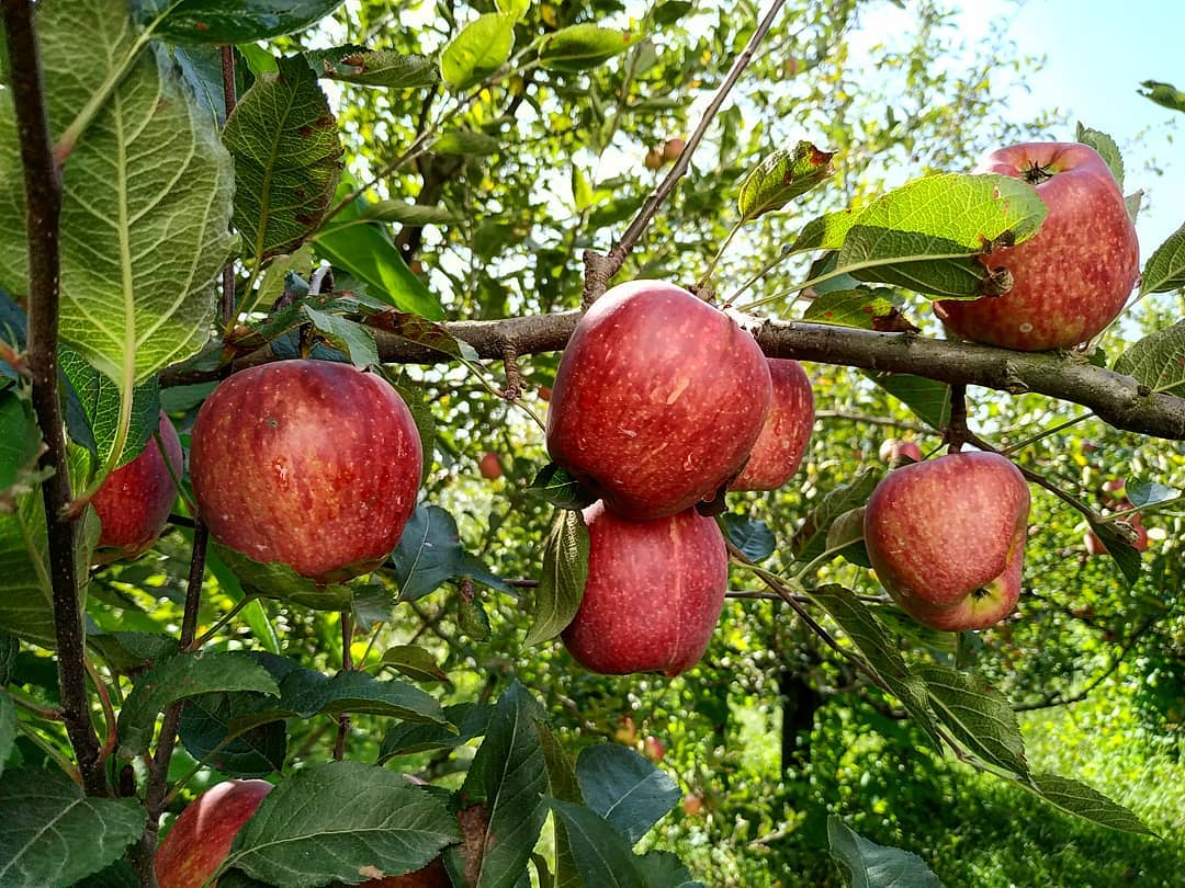 Apple Orchards manali