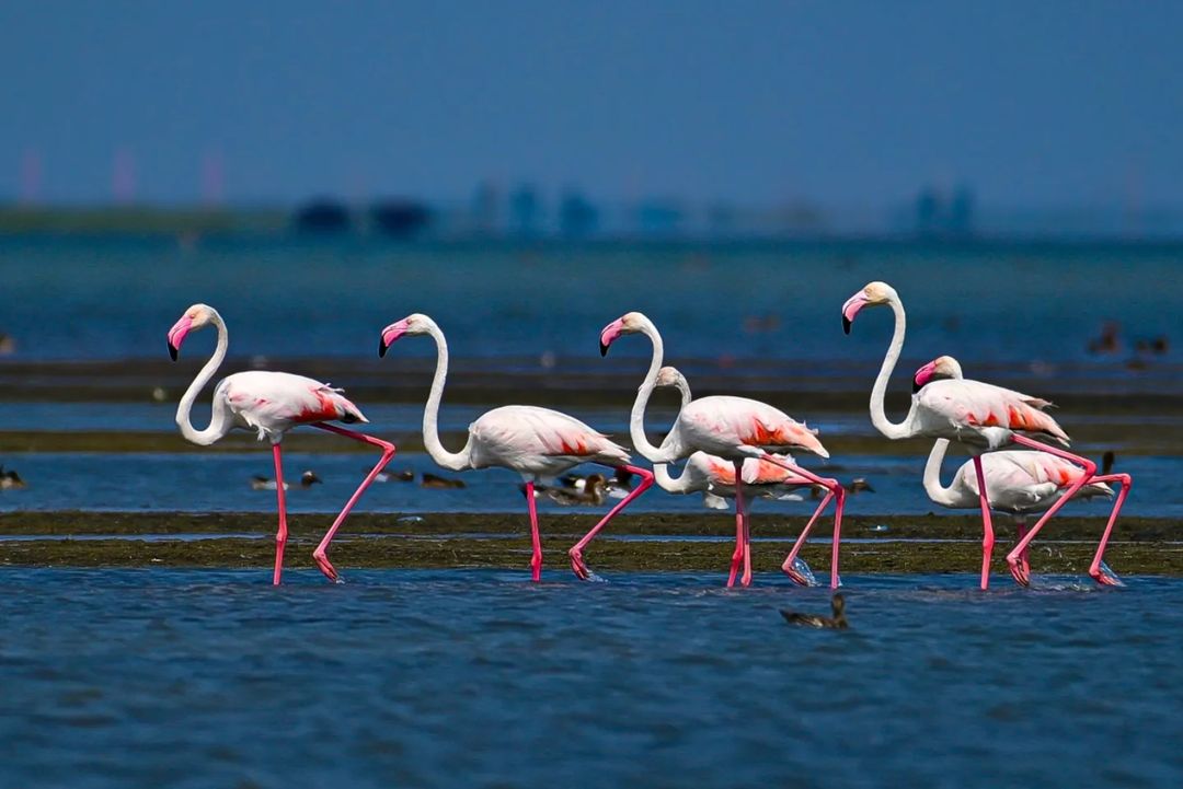 Chilika Bird Sanctuary