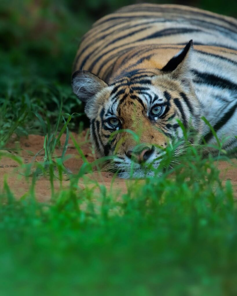 Bandhavgarh national park