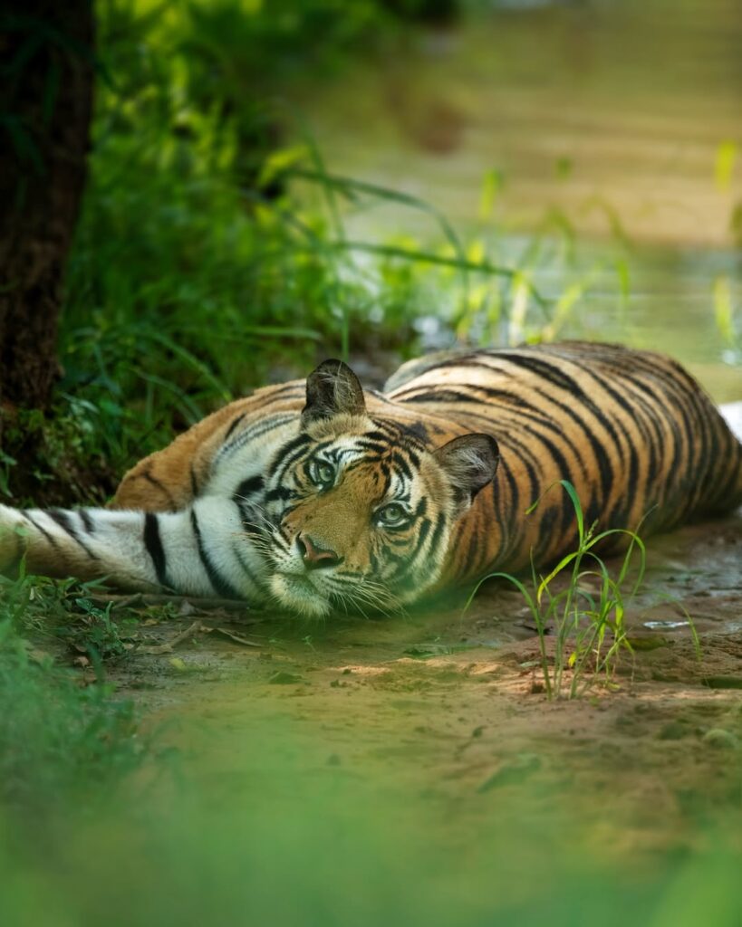 Bandhavgarh nationalpark