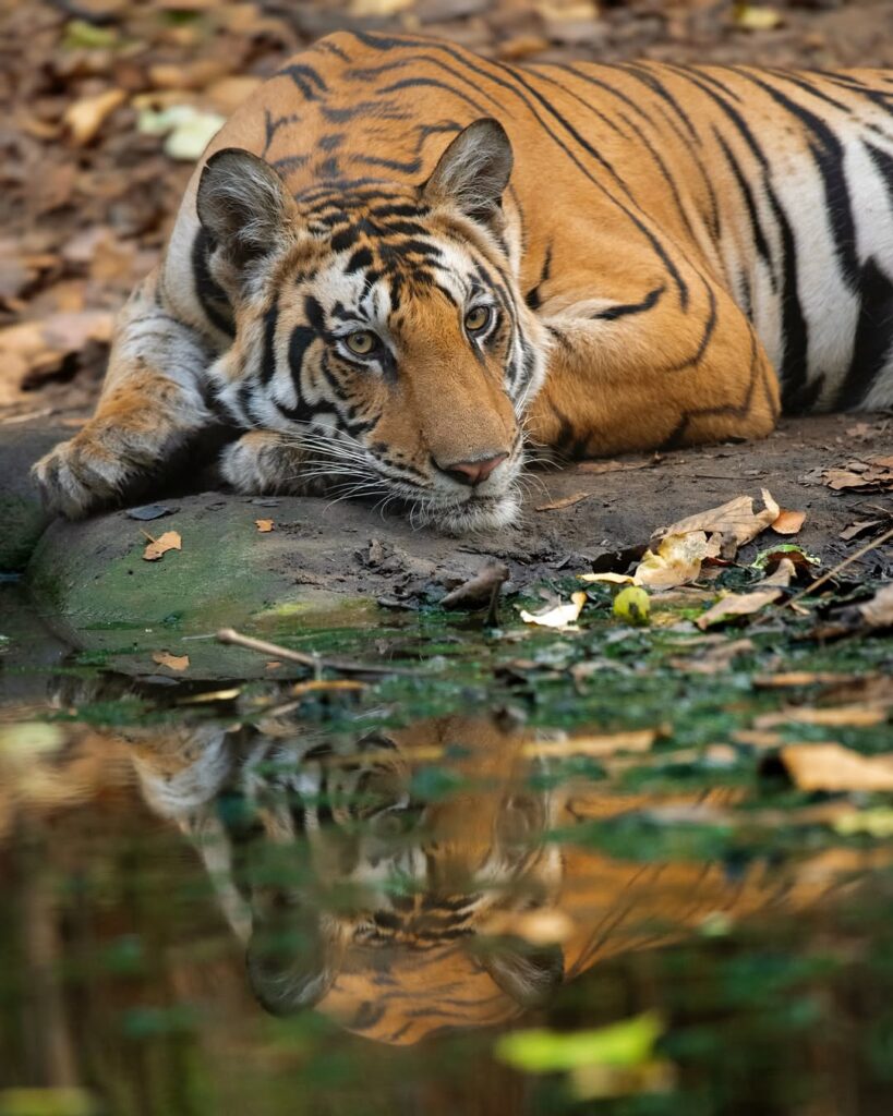 Bandhavgarhnationalpark