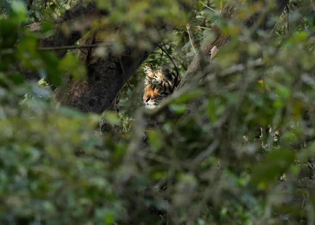 Corbett National Park