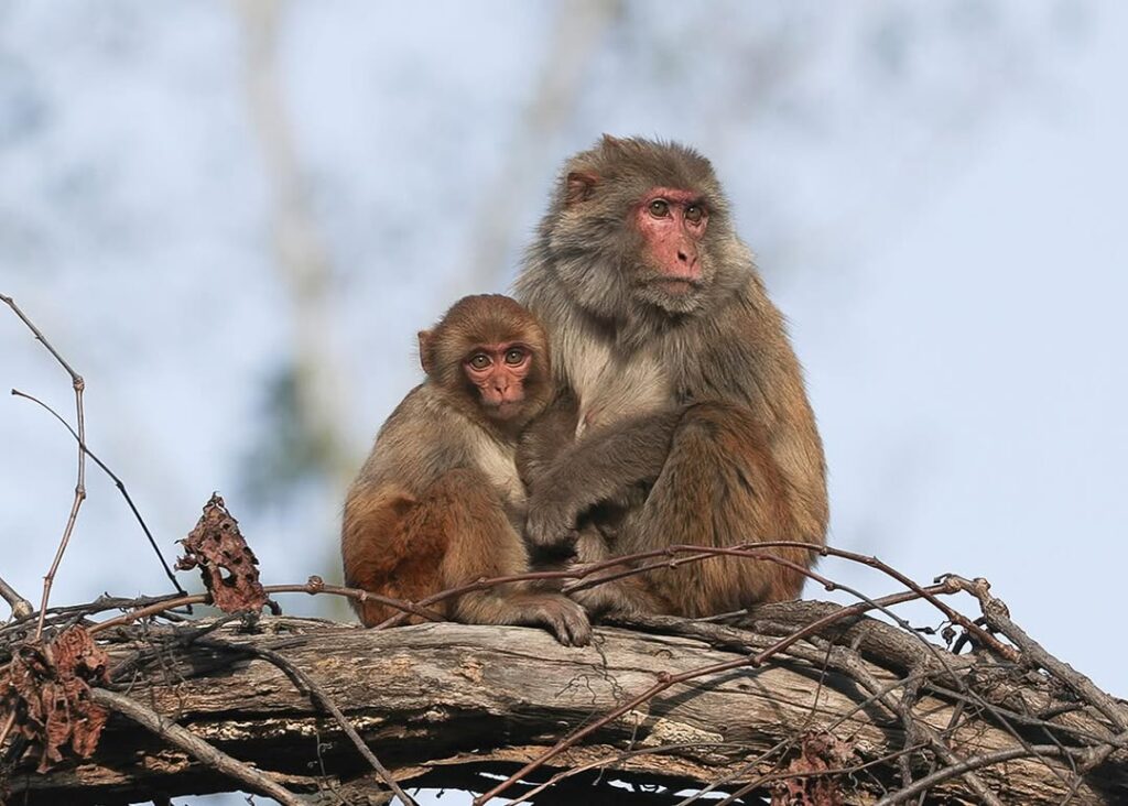 Corbett National Park Adventure