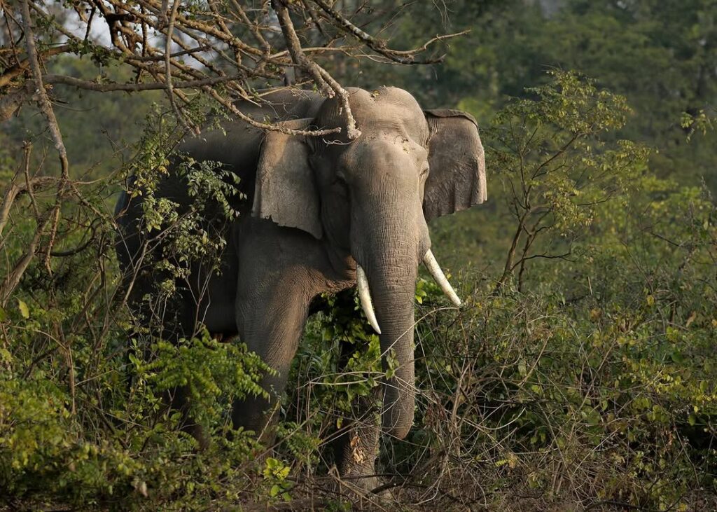 Corbett National Park Adventure – A Journey to the Himalayan