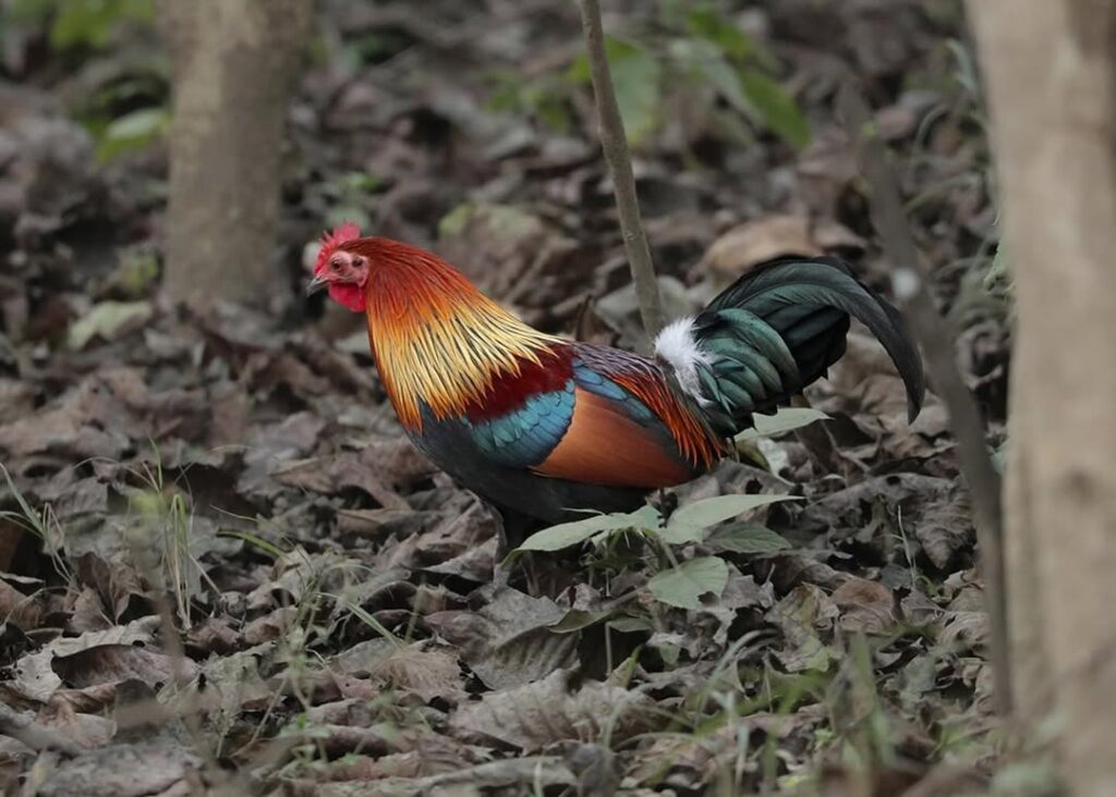 Corbett National Park Adventure – A Journey to theHimalayan
