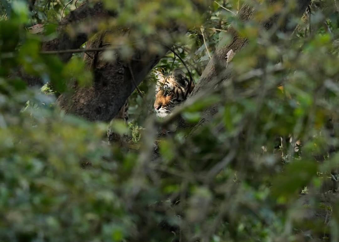 Corbett National Park