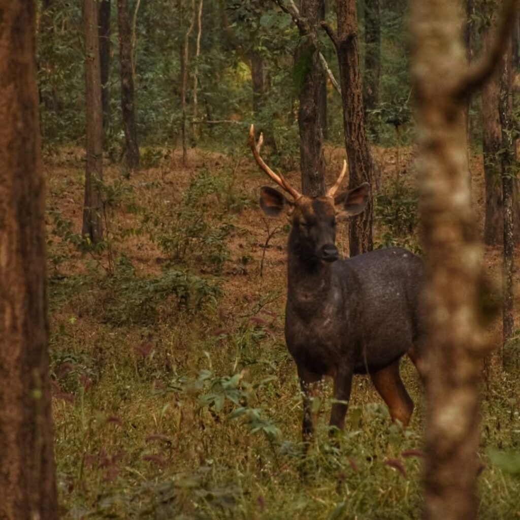 Discover the Untamed Beauty of Pench National Park