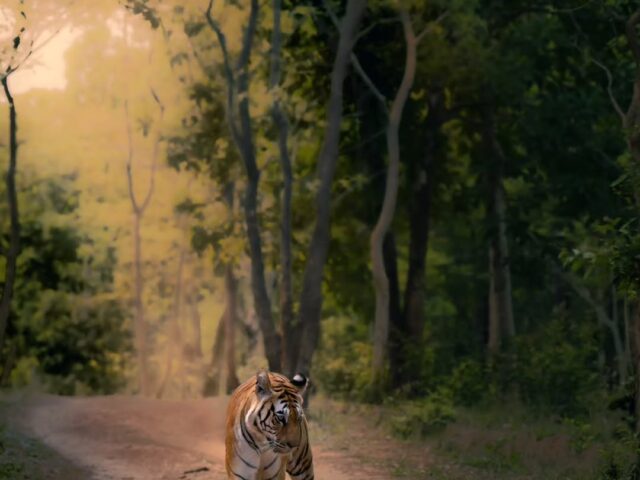 Pench National Park