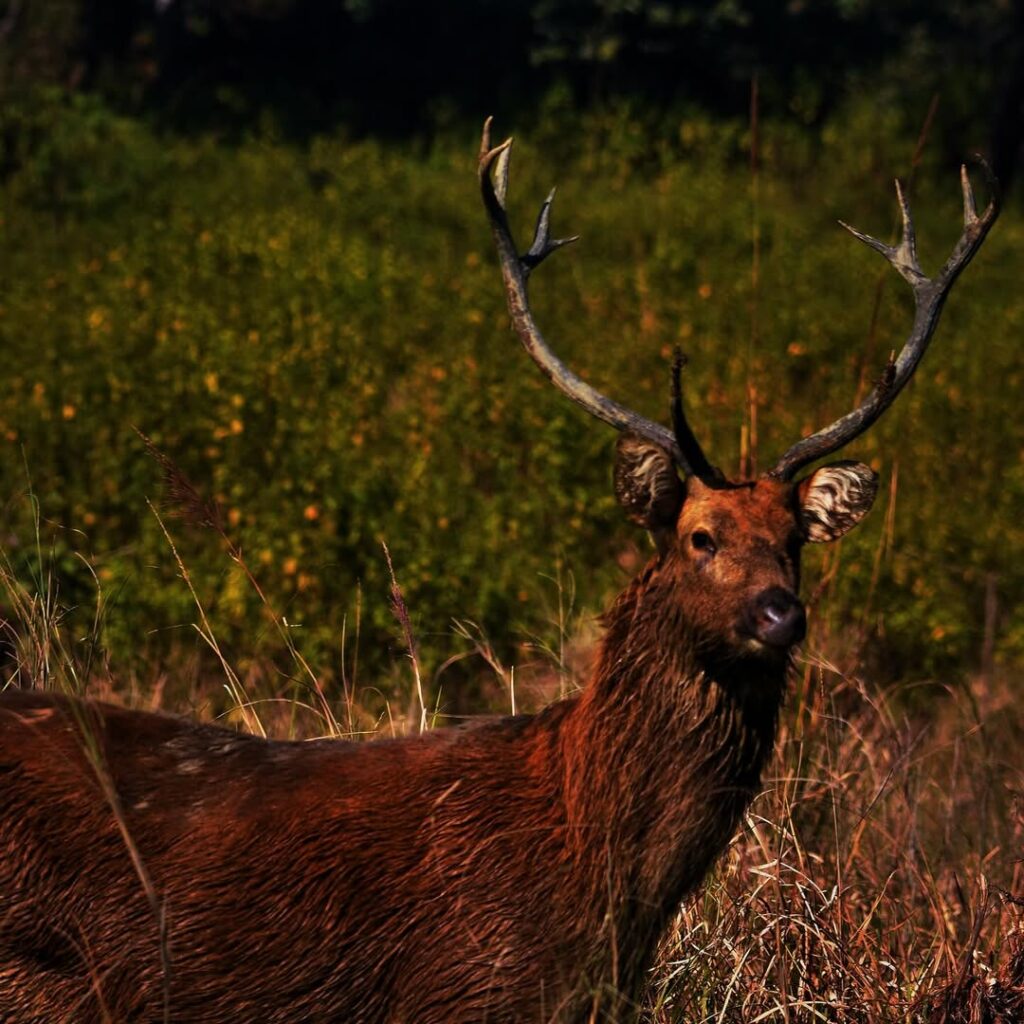Kanha WILDLIFESANCTUARY
