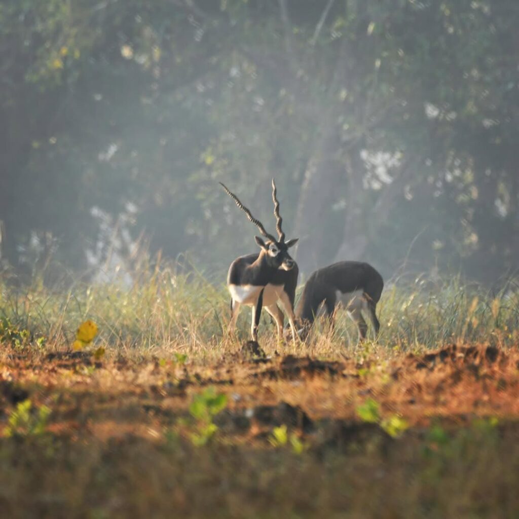 Kanha WILDLIFESANCTUARY is one of the tiger reserve of India and the largest national park