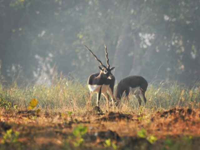 Kanha National Park