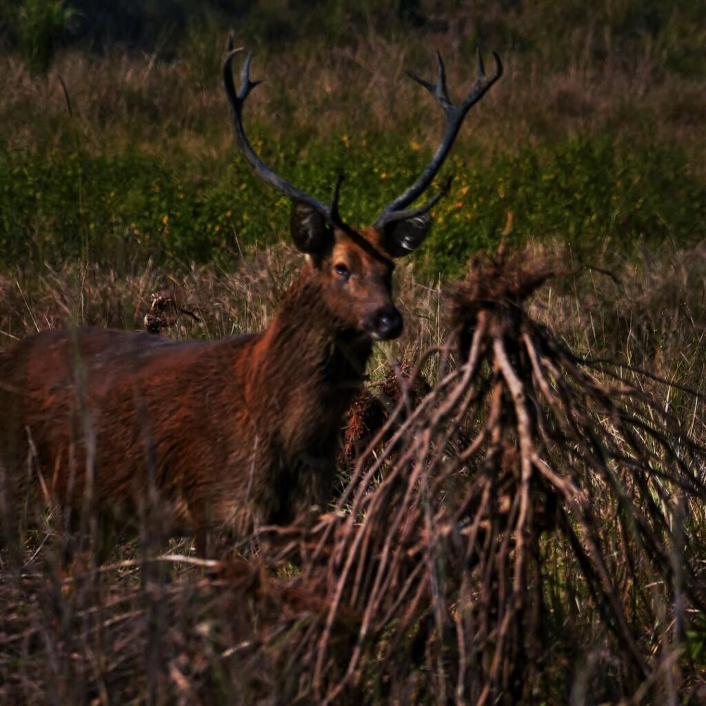 Kanha WILDLIFESANCTUARY is one of the tiger reserve of India & the largest national park