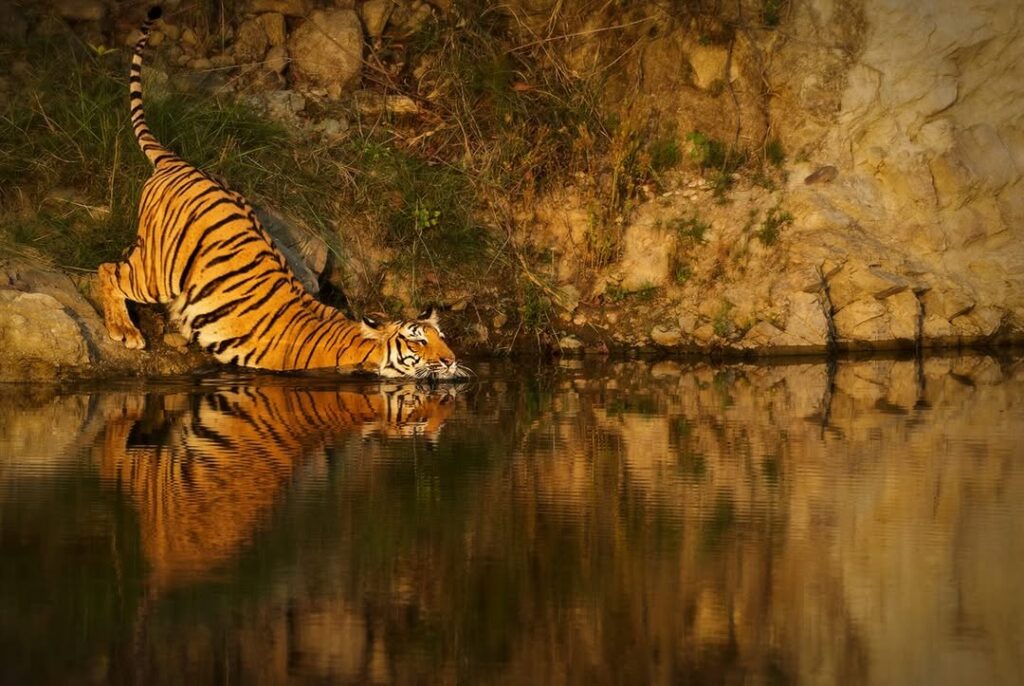Panna National Park madhya pradesh
