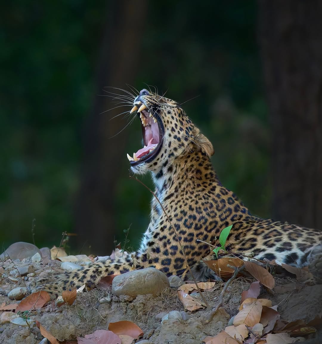 Rajaji National Park