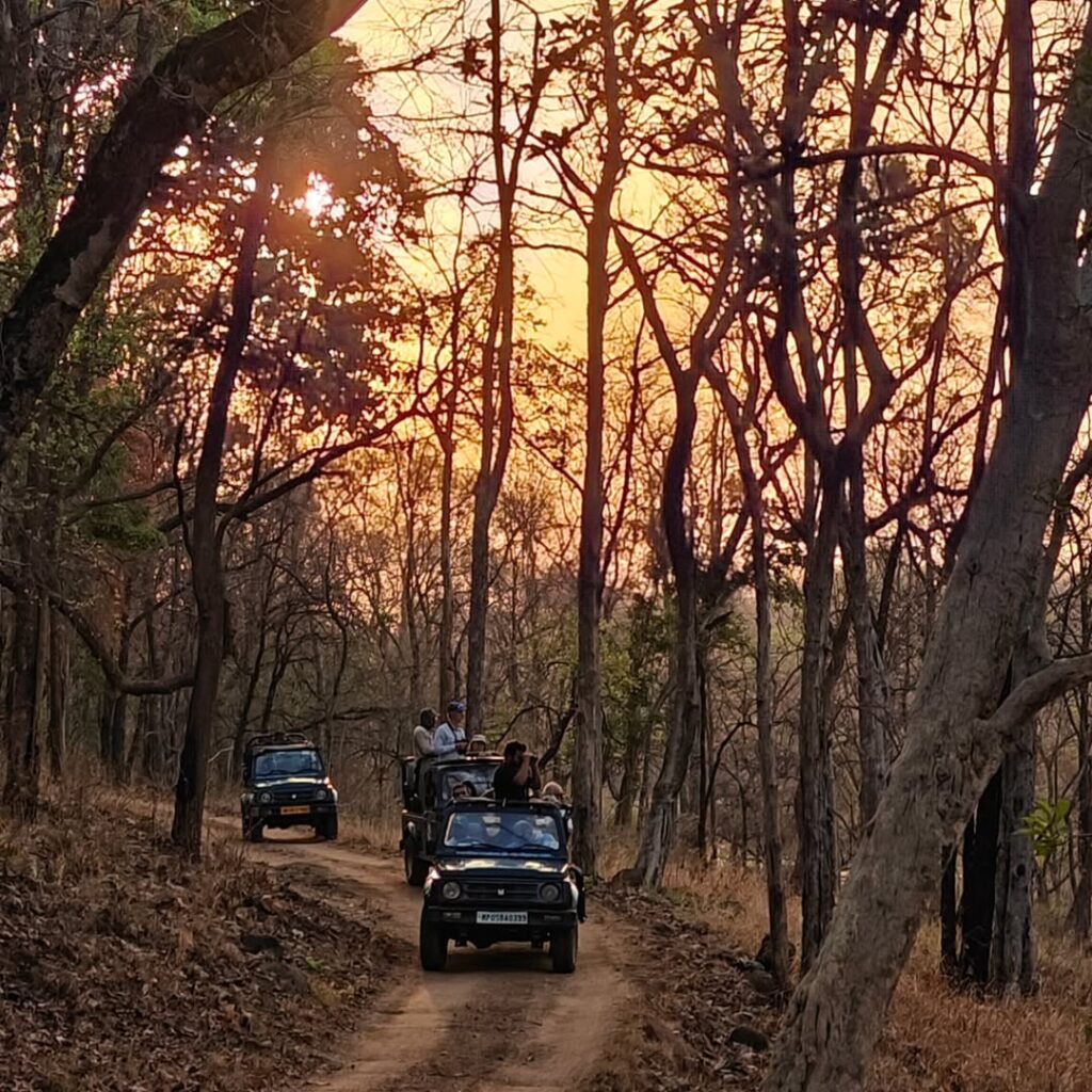 Satpura National Park spotted deer