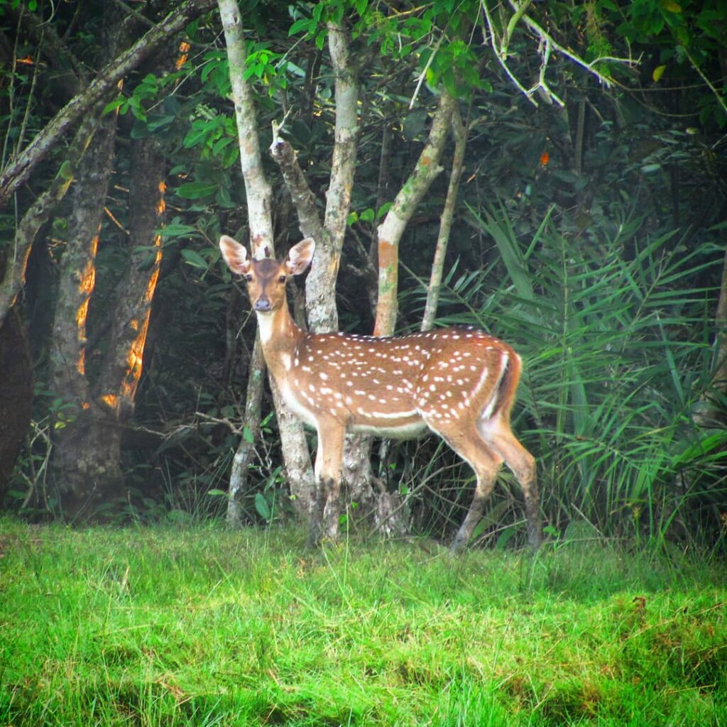 The wildlife at Dangamal.Those who are already following my Bhitarkanika series, are already awa